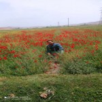 تصویر کاربر با کد 560476