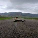 تصویر کاربر با کد 435593